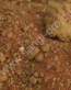 50663_SanglPro_Rexi Terrascaping Desert Rostrot_72dpi