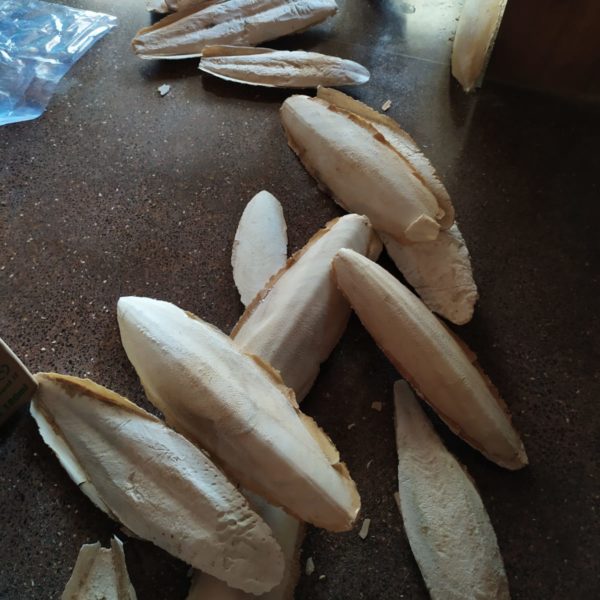 SanglSepia (Sepiaschalen) 1 kg (kann bruchteilig sein) – Bild 3